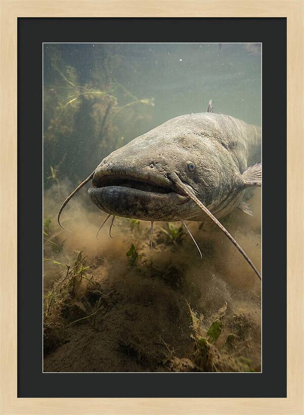 Mekong Giant Catfish Underwater