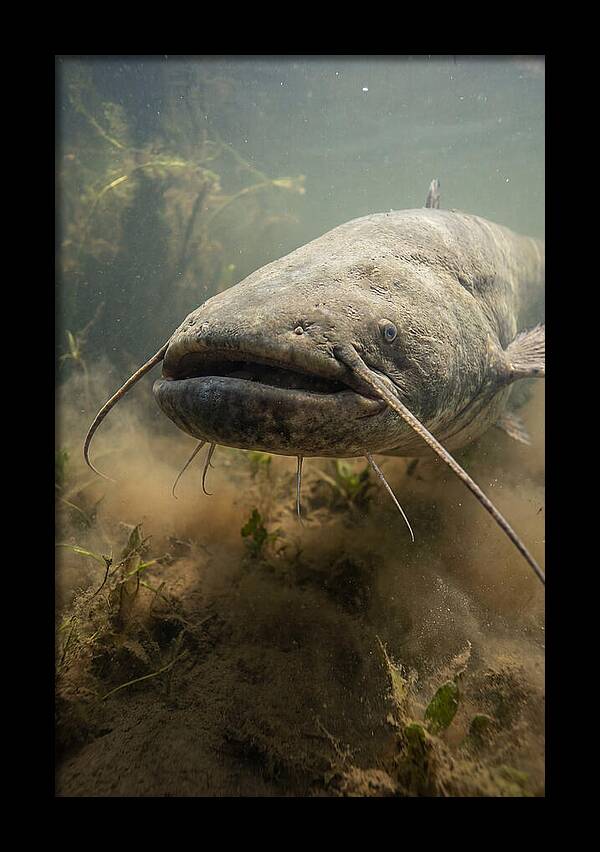 Mekong Giant Catfish Underwater
