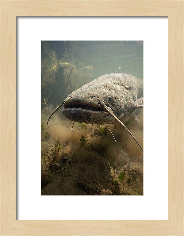 Mekong Giant Catfish Underwater