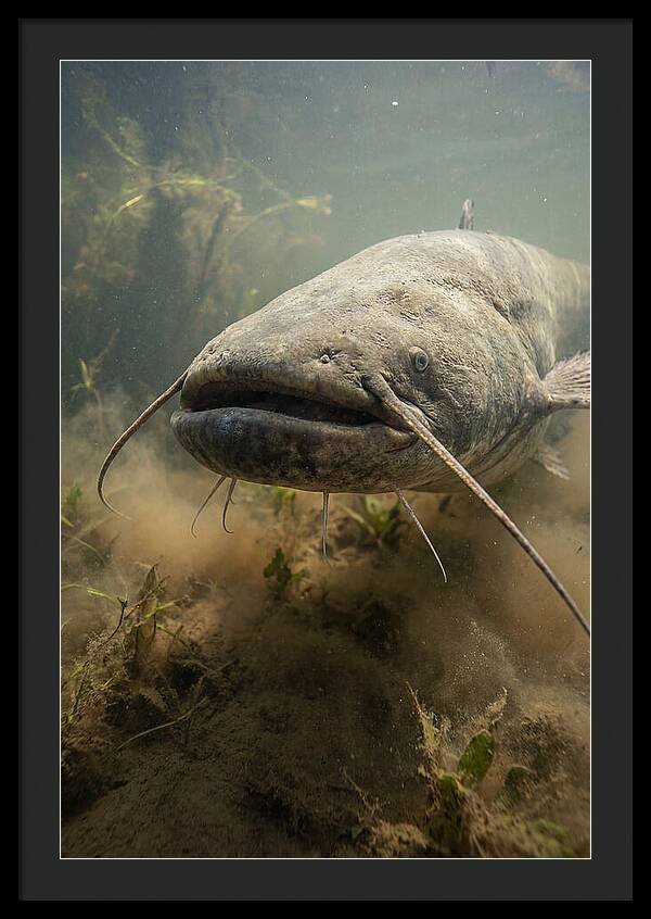 Mekong Giant Catfish Underwater