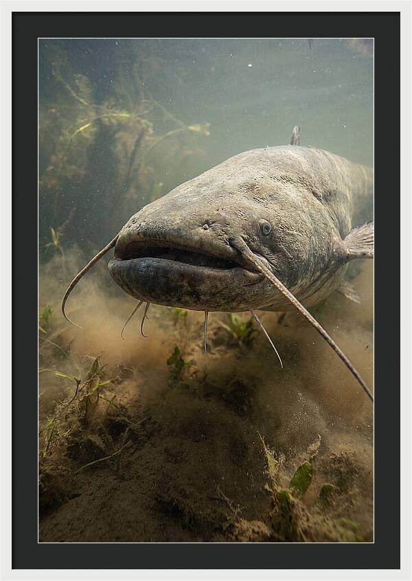 Mekong Giant Catfish Underwater