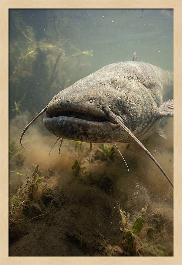 Mekong Giant Catfish Underwater