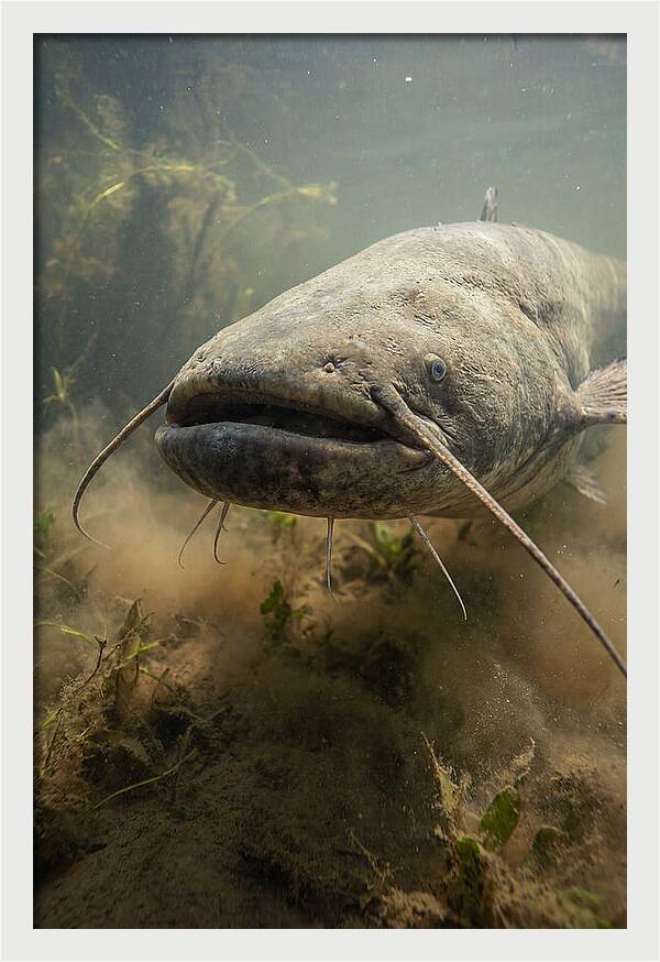 Mekong Giant Catfish Underwater