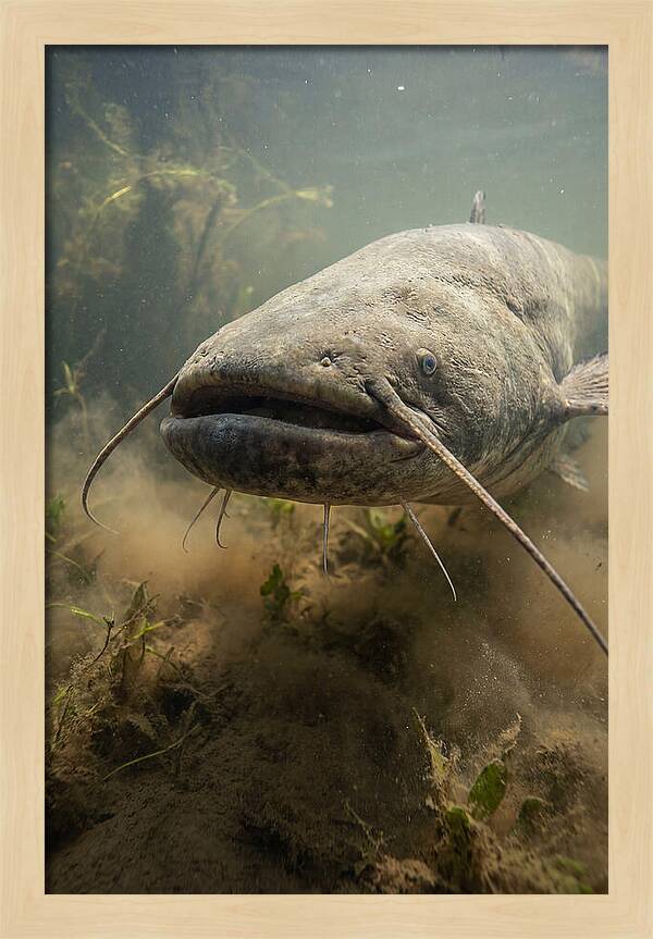 Mekong Giant Catfish Underwater
