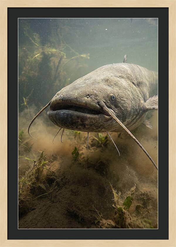 Mekong Giant Catfish Underwater