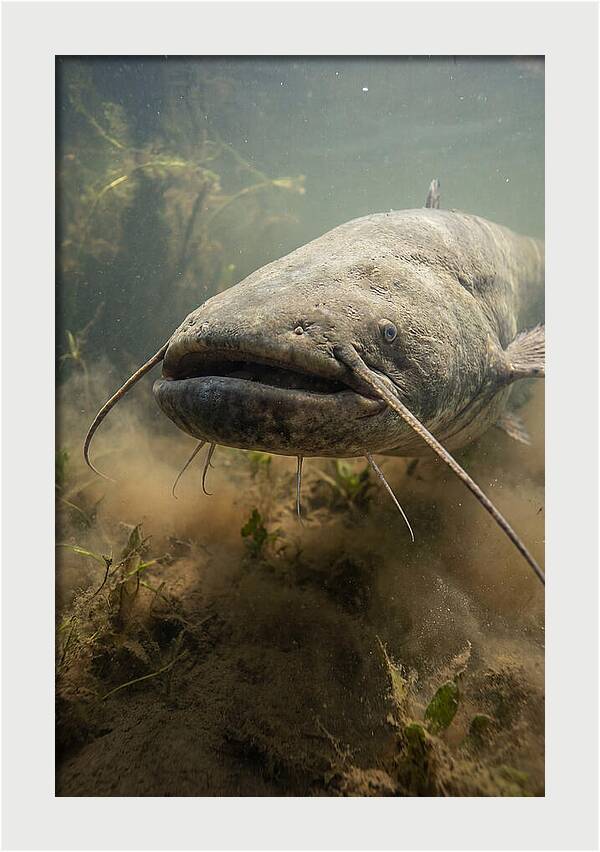 Mekong Giant Catfish Underwater