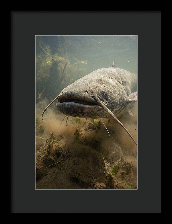 Mekong Giant Catfish Underwater