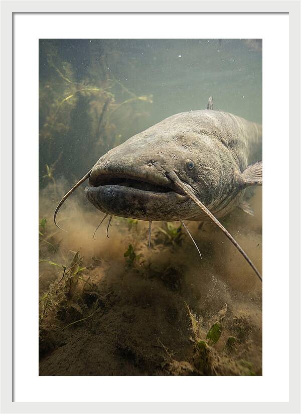 Mekong Giant Catfish Underwater