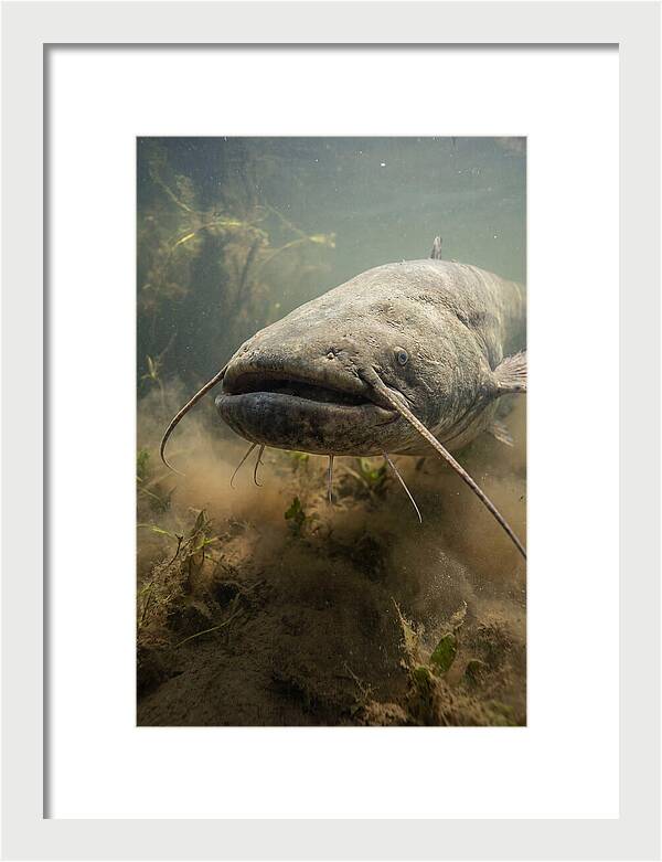 Mekong Giant Catfish Underwater