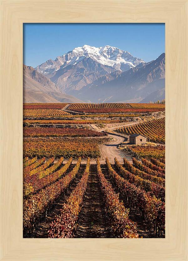 Mendoza Wine Country Serenity