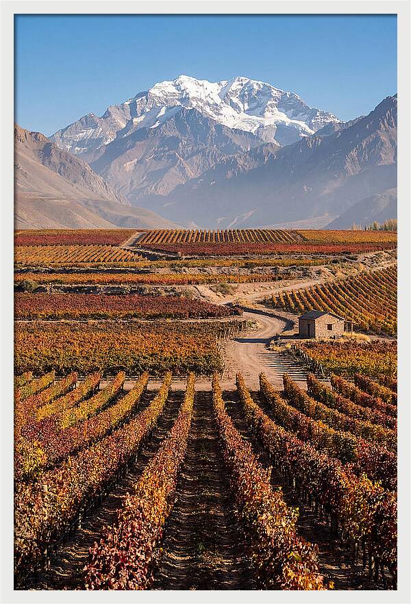 Mendoza Wine Country Serenity