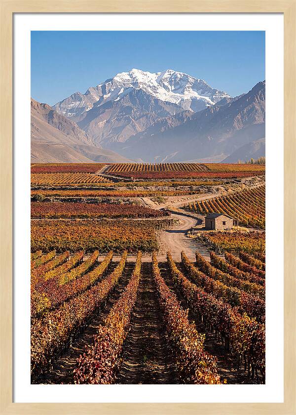 Mendoza Wine Country Serenity