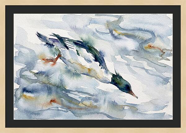 Merganser In Motion
