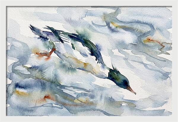Merganser In Motion