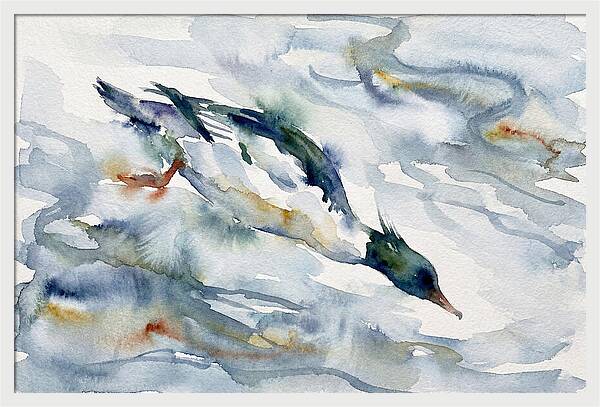 Merganser In Motion