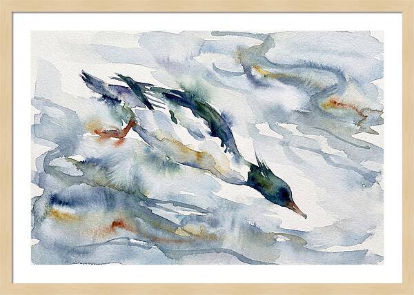 Merganser In Motion