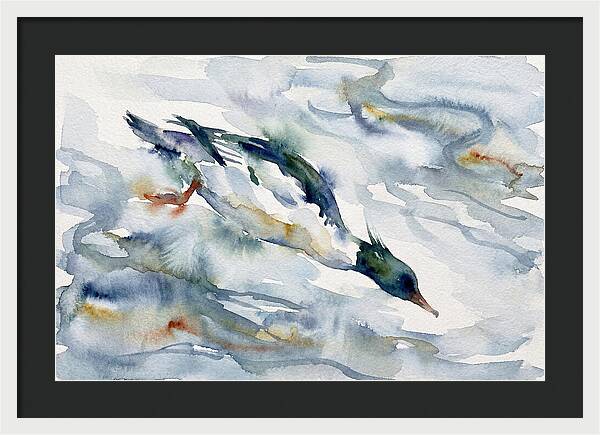Merganser In Motion