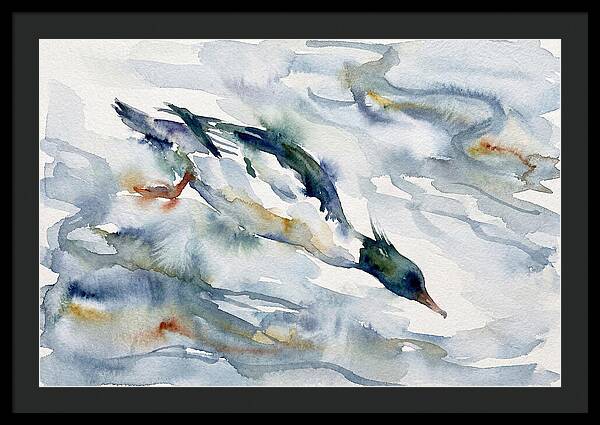 Merganser In Motion