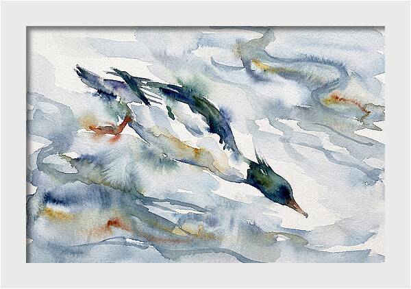 Merganser In Motion