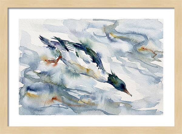 Merganser In Motion