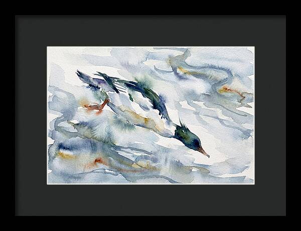 Merganser In Motion