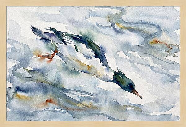 Merganser In Motion