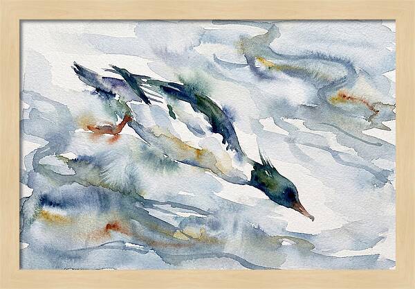 Merganser In Motion
