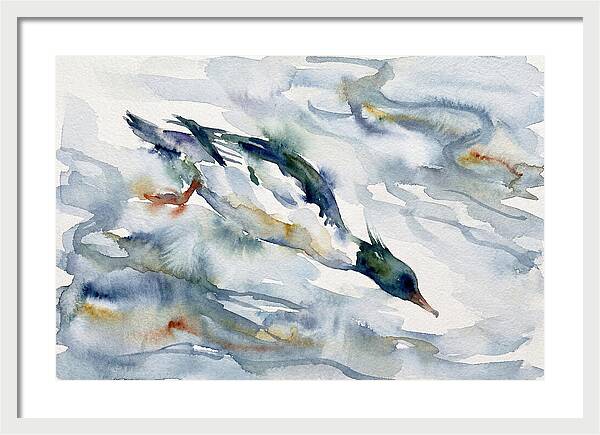 Merganser In Motion