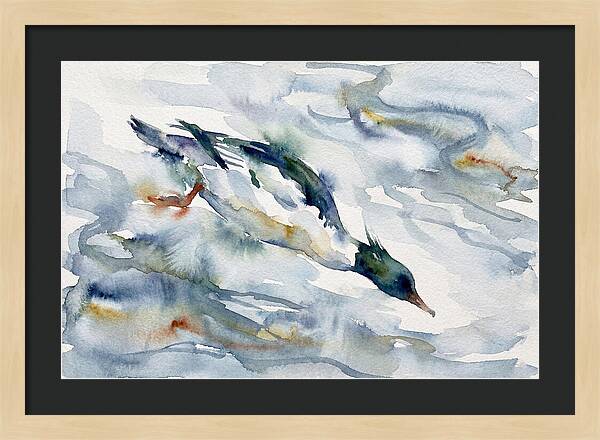 Merganser In Motion