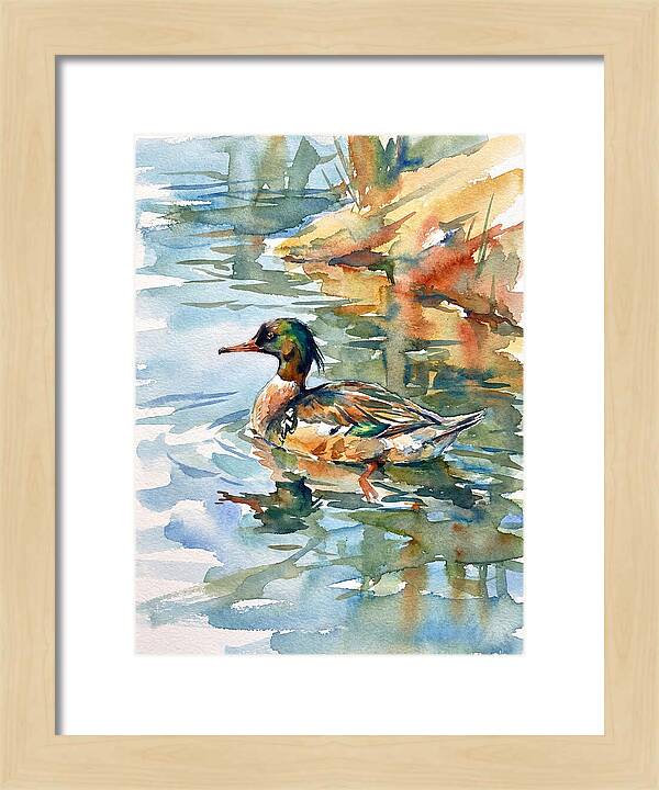 Merganser Swimming Serenity