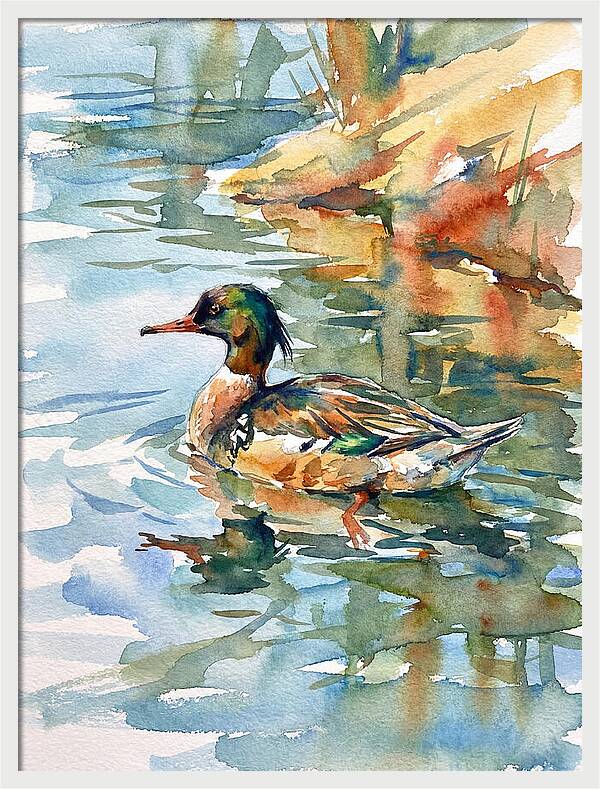 Merganser Swimming Serenity