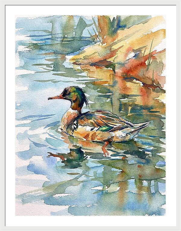 Merganser Swimming Serenity