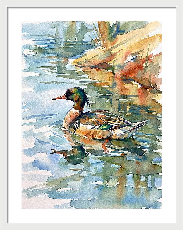 Merganser Swimming Serenity