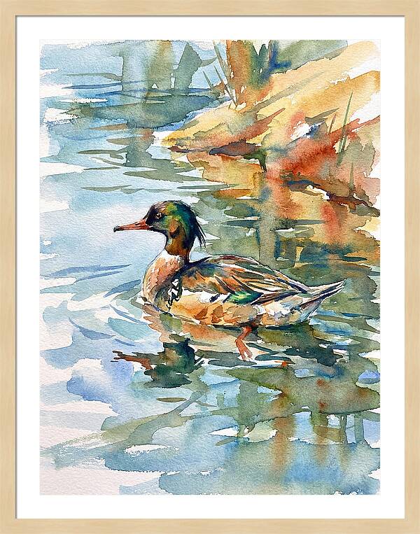 Merganser Swimming Serenity