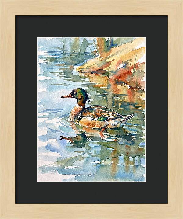 Merganser Swimming Serenity