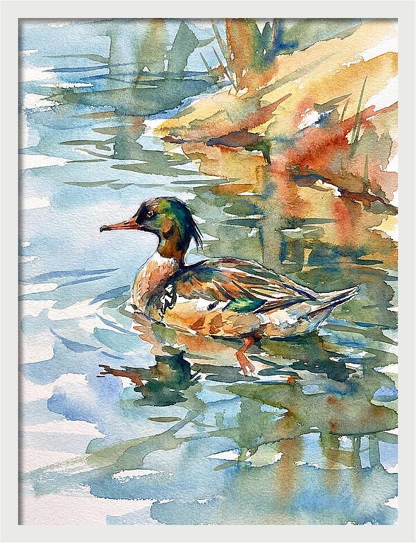 Merganser Swimming Serenity