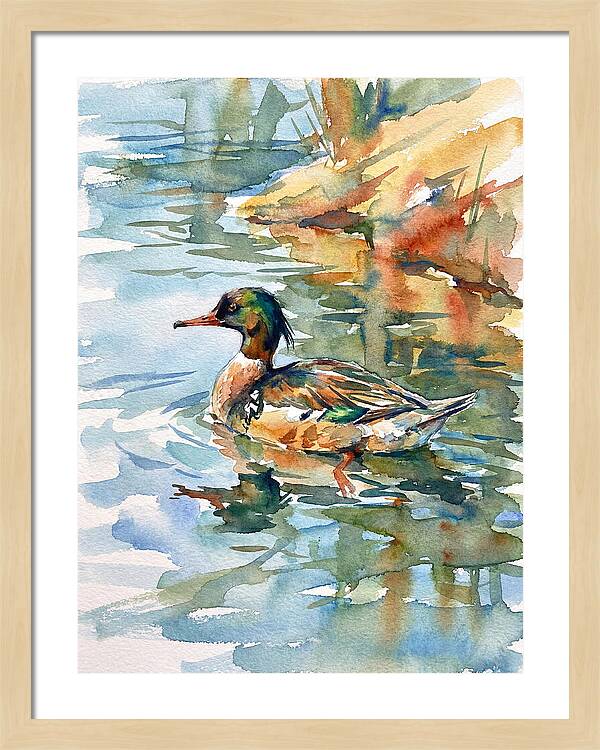Merganser Swimming Serenity