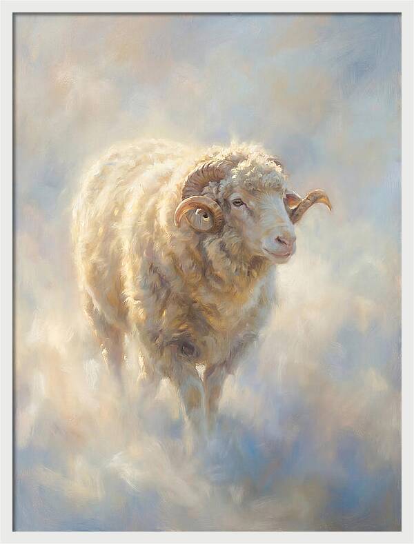 Merino Sheep