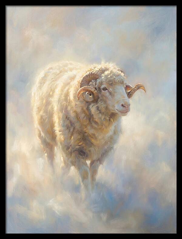 Merino Sheep
