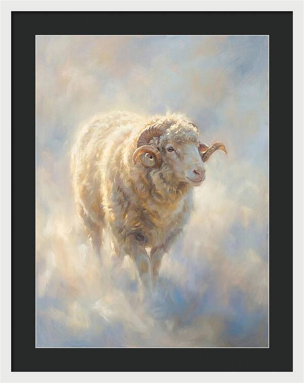 Merino Sheep
