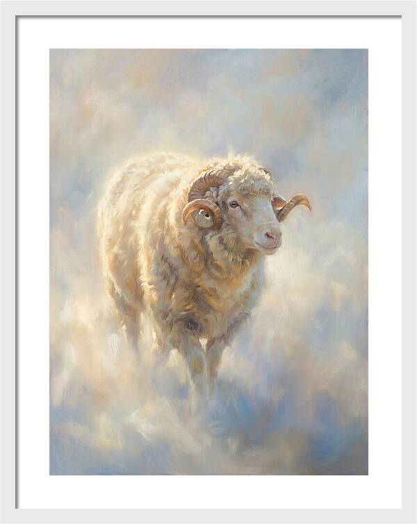 Merino Sheep