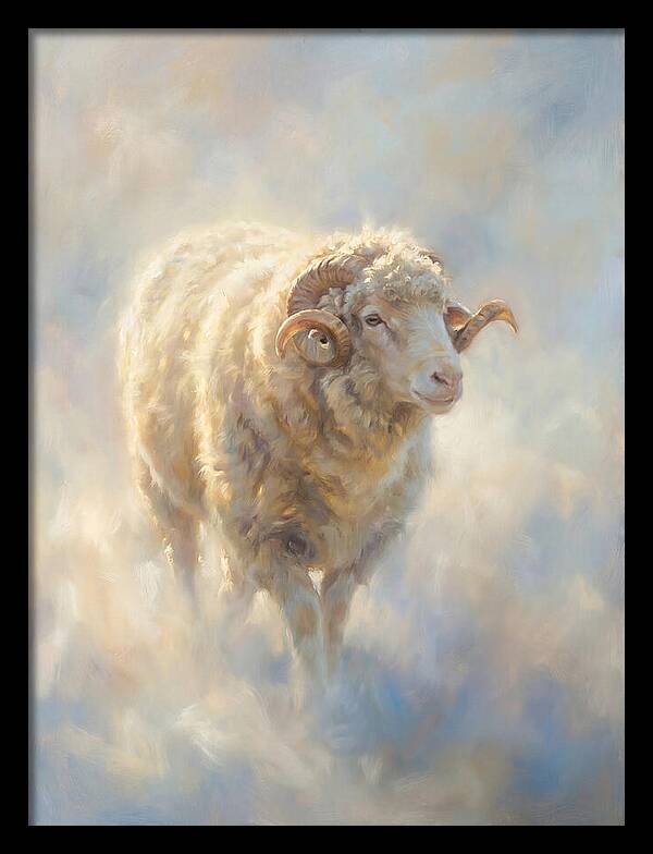 Merino Sheep