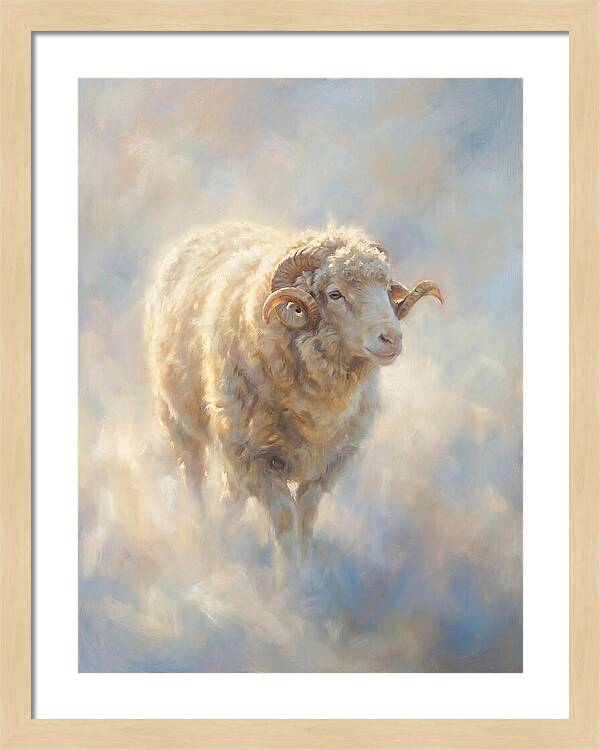 Merino Sheep