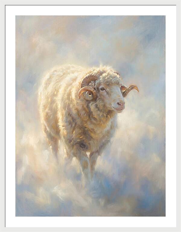 Merino Sheep