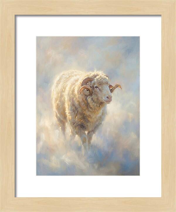Merino Sheep