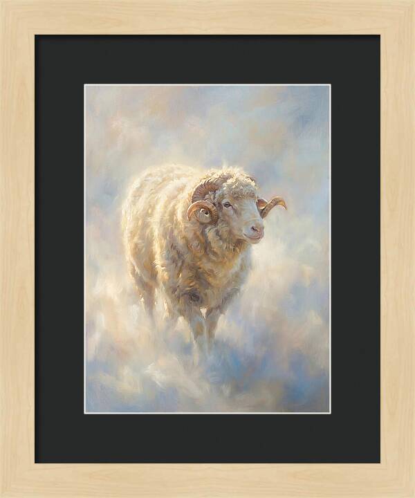 Merino Sheep