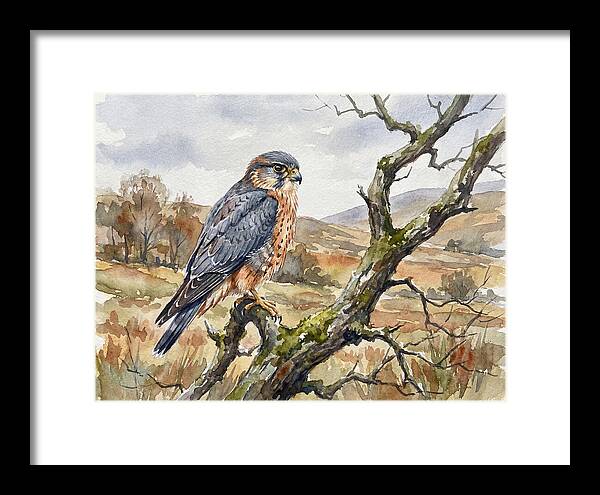 Merlin Perched On A Branch