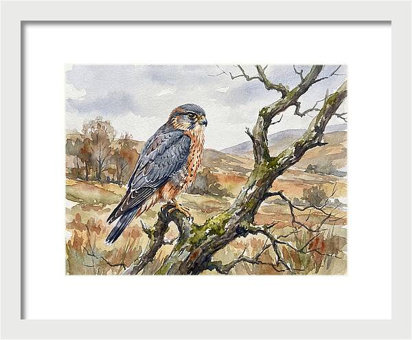 Merlin Perched On A Branch