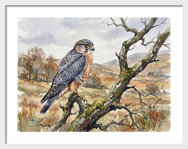 Merlin Perched On A Branch