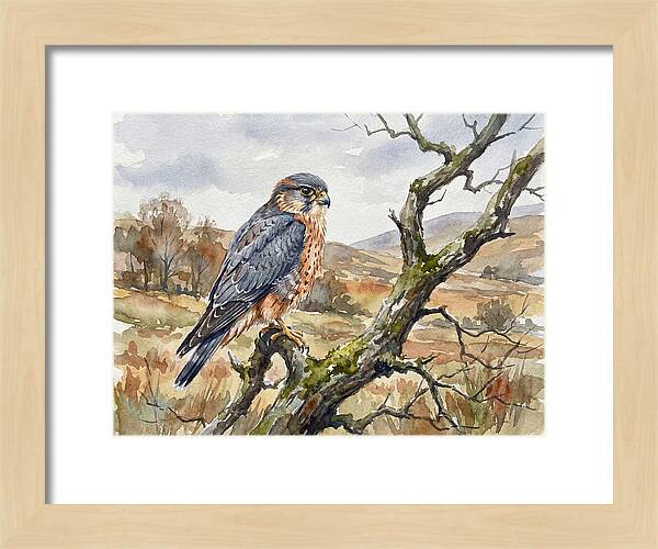 Merlin Perched On A Branch